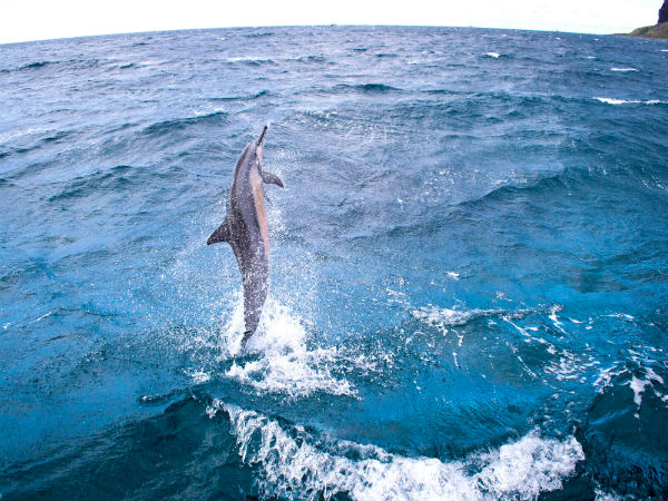 6. Watch The Dolphins