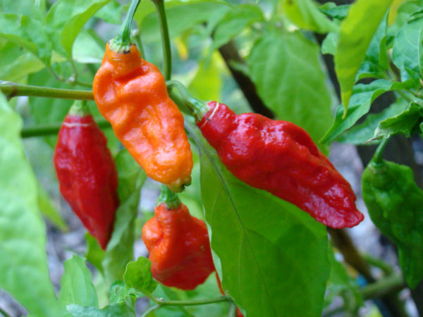 5. Take A Bite Of The World's Hottest Chilli