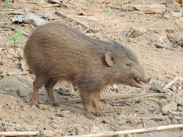 Pygmy Hog – Manas National Park
