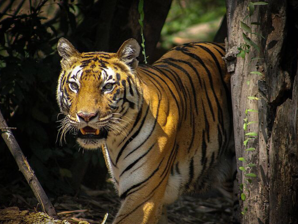 Bengal Tiger - Ranthambore National Park