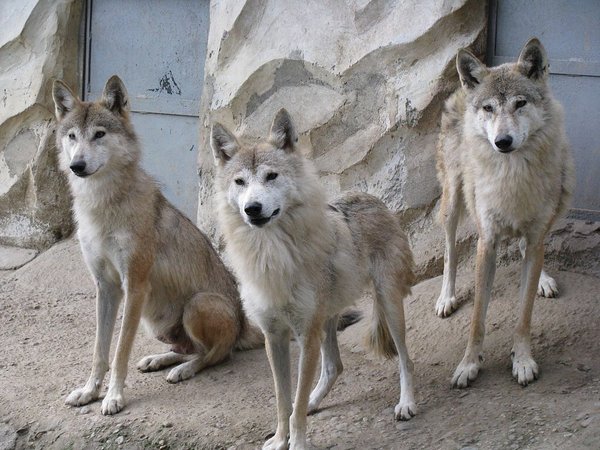 Himalayan Wolf – Darjeeling Zoo