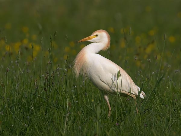 Sur Sarovar Bird Sanctuary