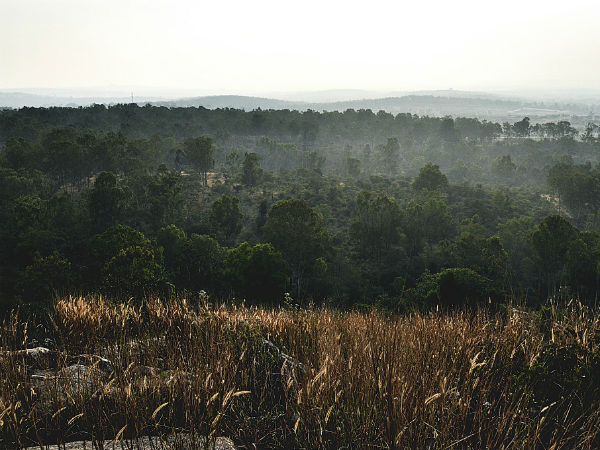 22. Turahalli Forest