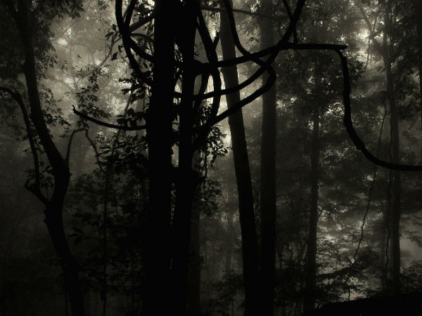 29. Wayanad