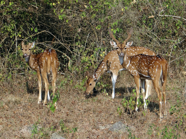 31. Bandipur