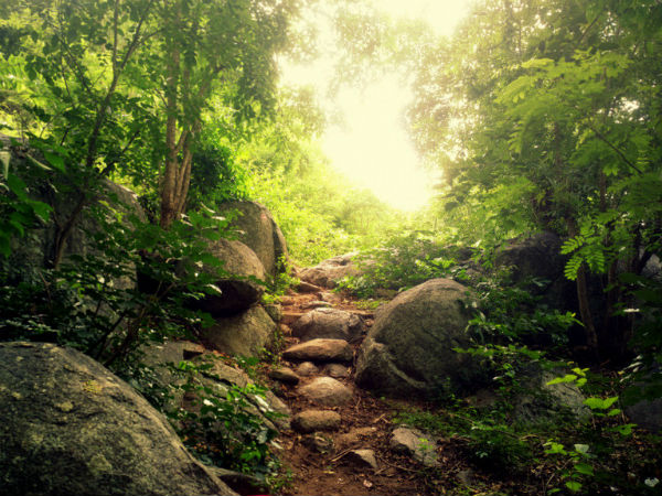 37. Yelagiri Hills