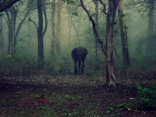 40. Nagarhole