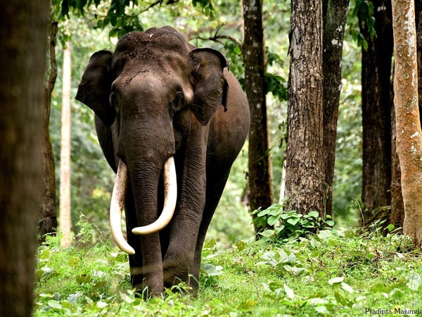 41. Kabini
