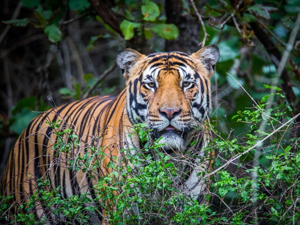 42. Bhadra Wildlife Sanctuary