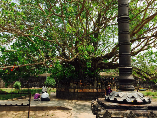 43. T Narasipura