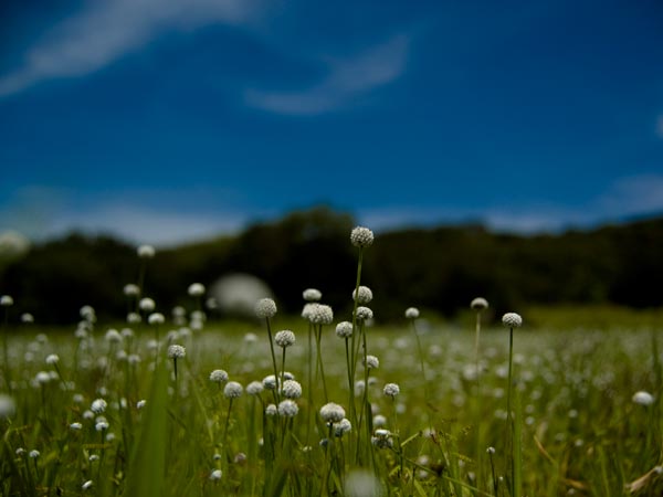 40. Satara