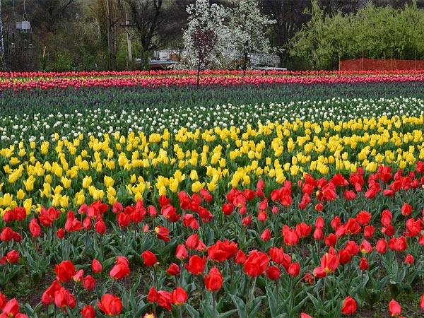 Indira Gandhi Memorial Tulip Garden