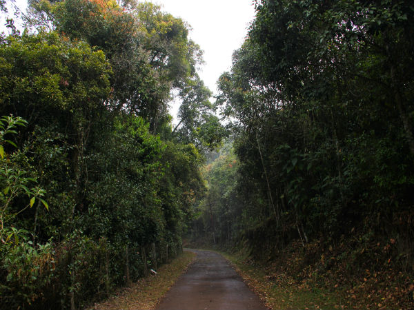 2. Longwood Shola Reserve Forest