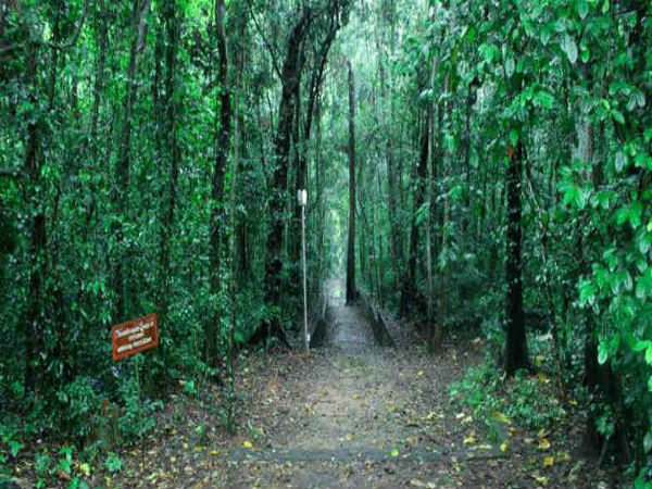 iringole kavu iringole kavu