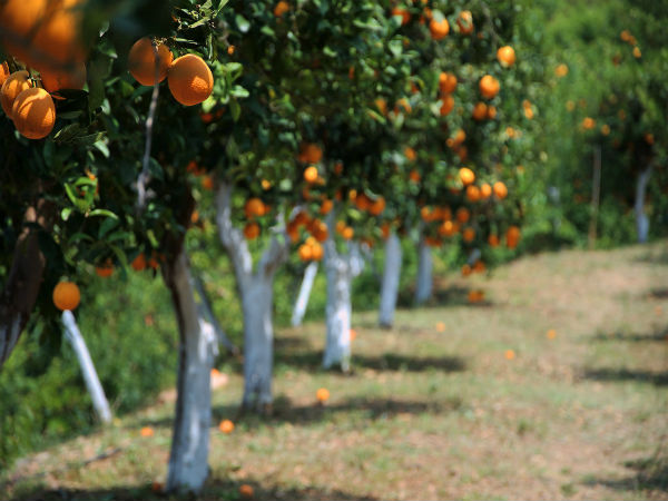 Oranges Oranges