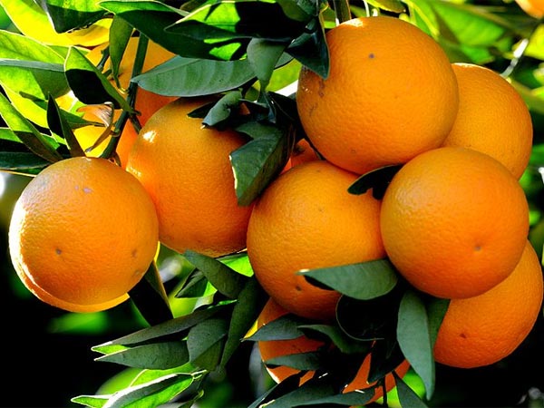 Try The Juicy Oranges Of Jampui Hills