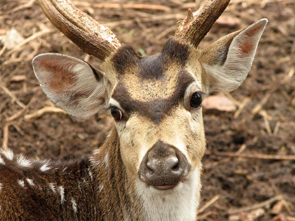 Spot Deers At Tirumala