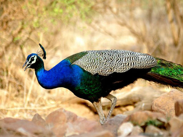 sariska national park sariska national park