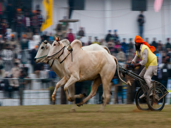 Kila Raipur Rural Olympics, Punjab