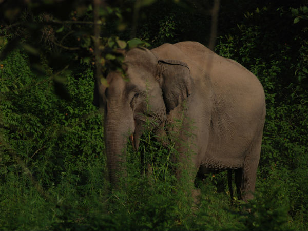 Jim Corbett National Park