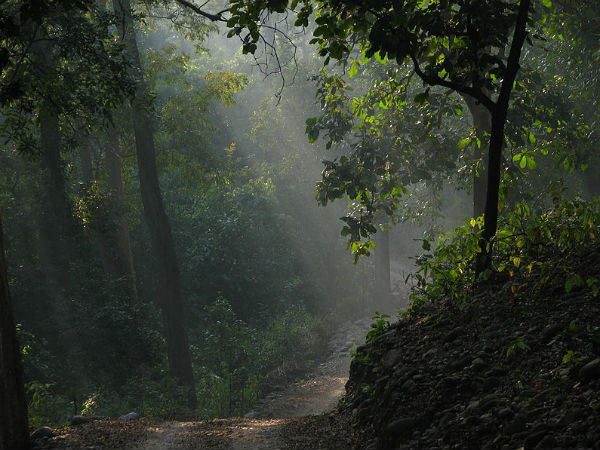 Things To Do In Jim Corbett National Park