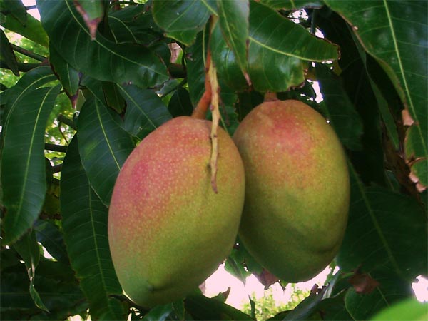 Saharanpur