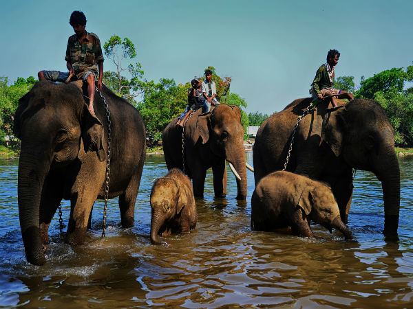 5. Get Close To Elephants At Dubare