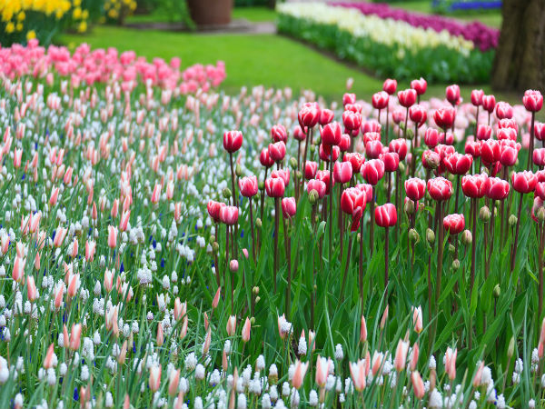 Mughal Gardens