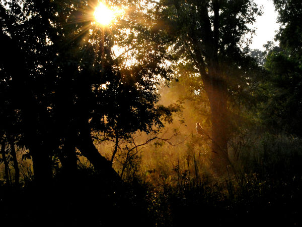 How To Reach Rajaji National Park