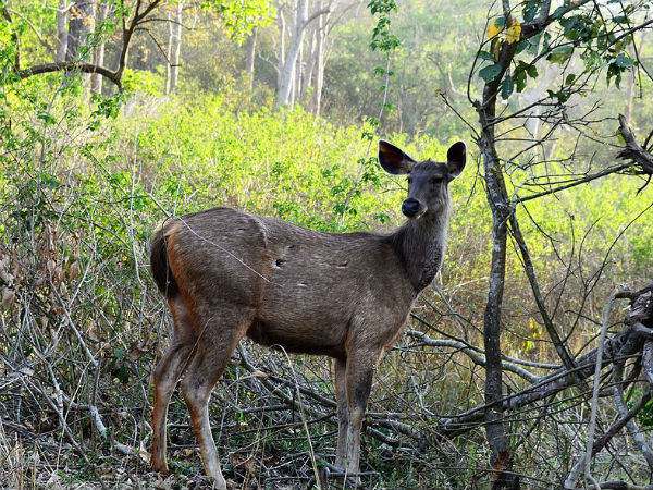 Destination: Rajaji National Park