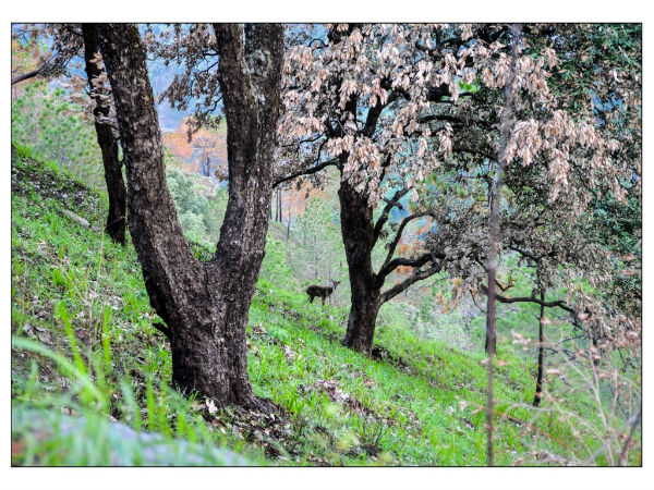 Destination: Kasauli
