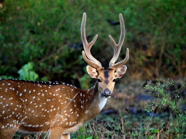 Gwalior Zoo