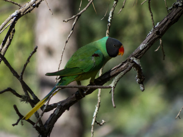 Binsar Wildlife Sanctuary