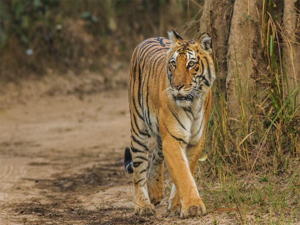 sariska national park sariska national park