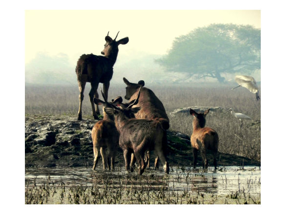 Keoladeo Keoladeo