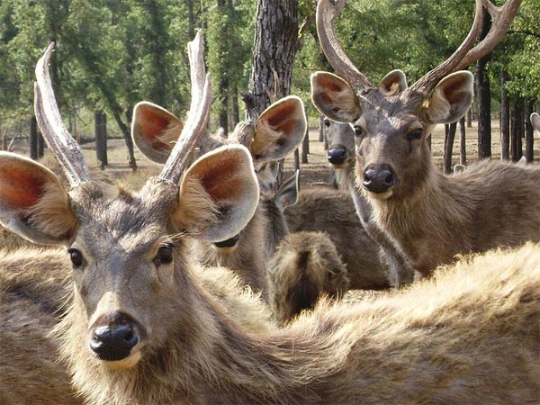 Hazaribagh national park Hazaribagh national park