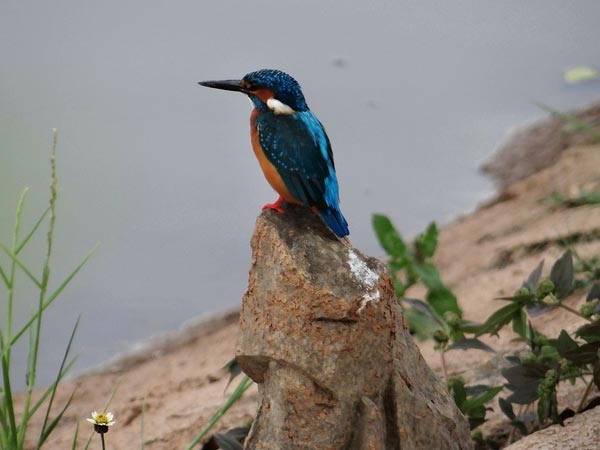 sur sarovar bird sanctuary sur sarovar bird sanctuary