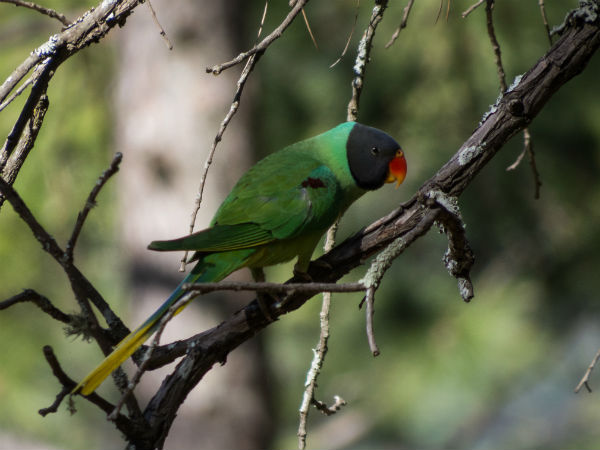 Binsar Wildlife Sanctuary