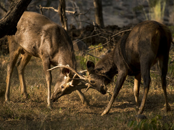 Ranthambore National Park