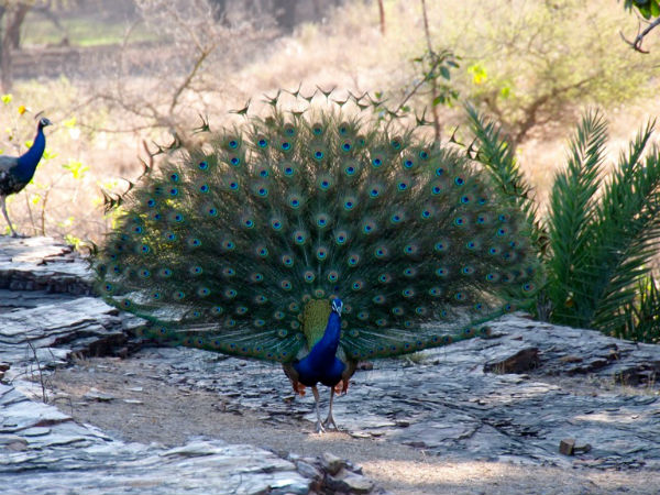 Things To Do At Ranthambore