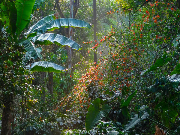 6. Coorg