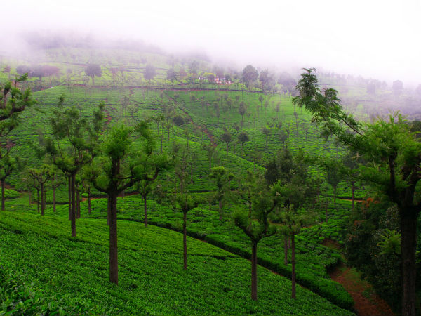 Coonoor