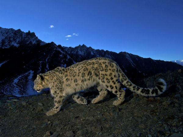Hemis National Park, Jammu & Kashmir