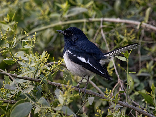 Keoladeo National Park