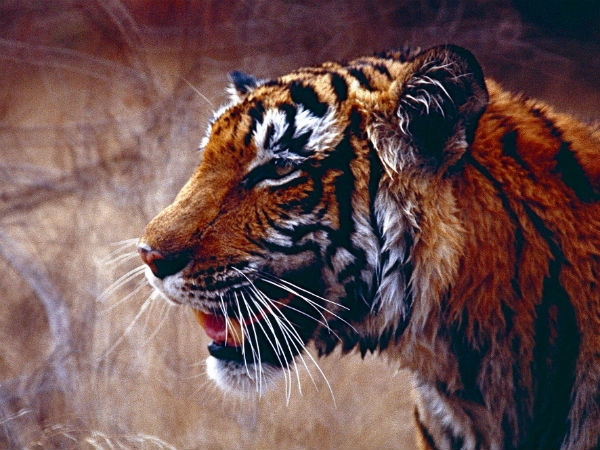 Ranthambore National Park, Rajasthan