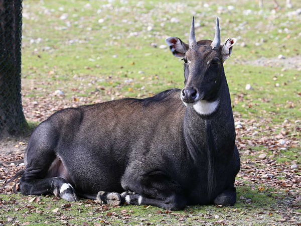 Bandhavgarh National Park, Madhya Pradesh