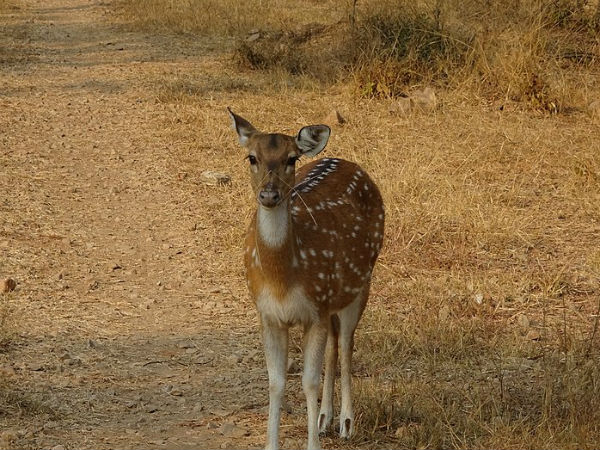 Sariska Tiger Reserve, Rajasthan