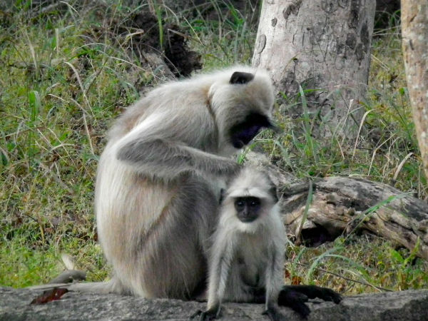 Kalesar National Park, Haryana