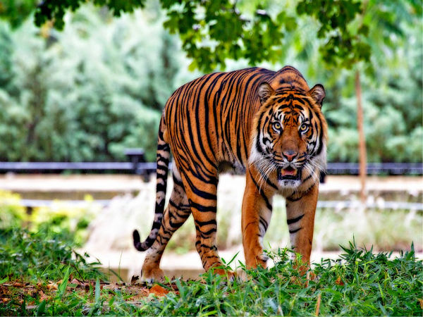 Bandhavgarh For The Bengal Tiger