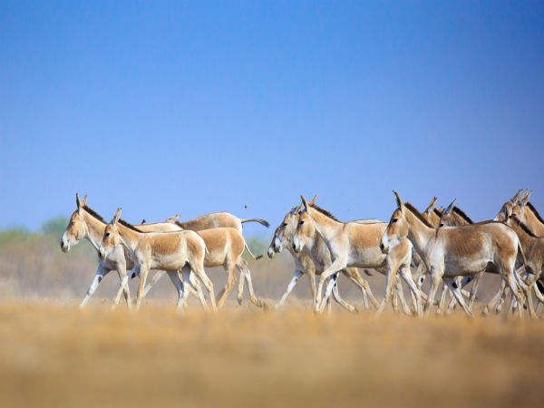 3. Rann Of Kutch For Wild Ass